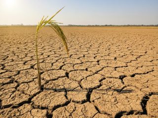 Goldman Sachs Food Supply Shock Warning: 3 Reasons Southeast Asia May Face Costlier Food