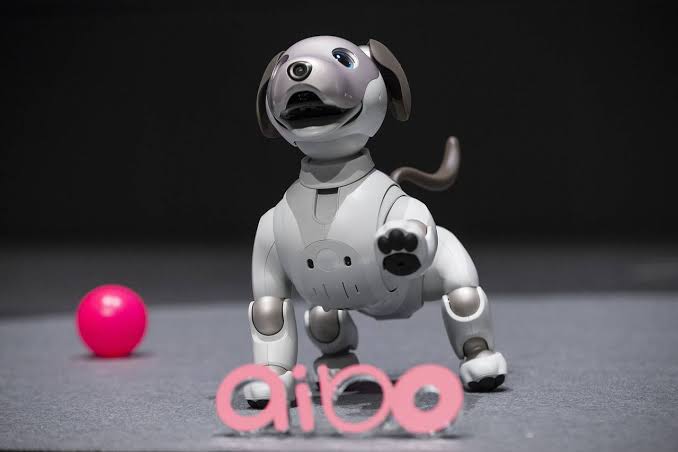 aibo