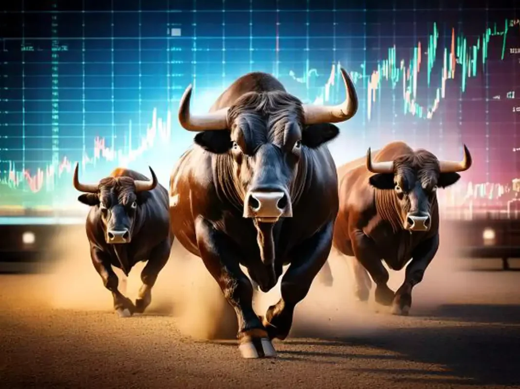 bulls
