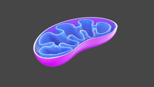 mitochondria