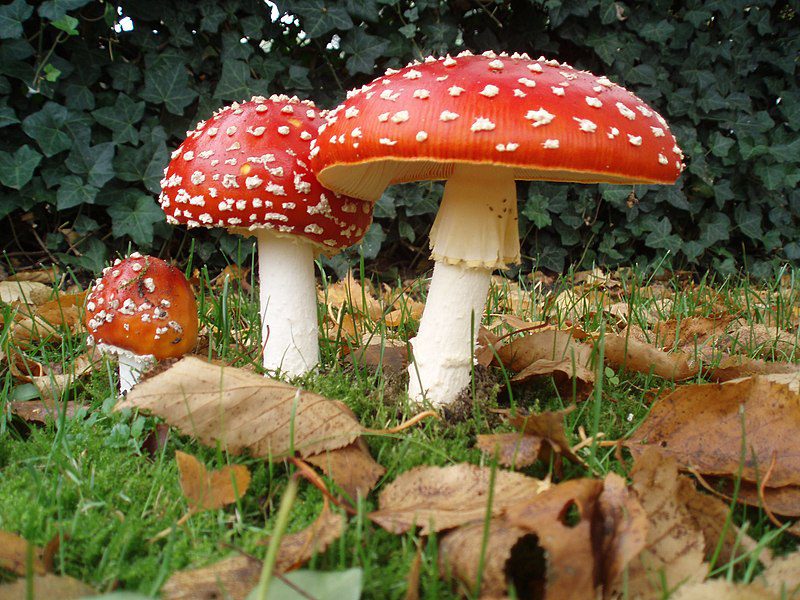 mushroom
