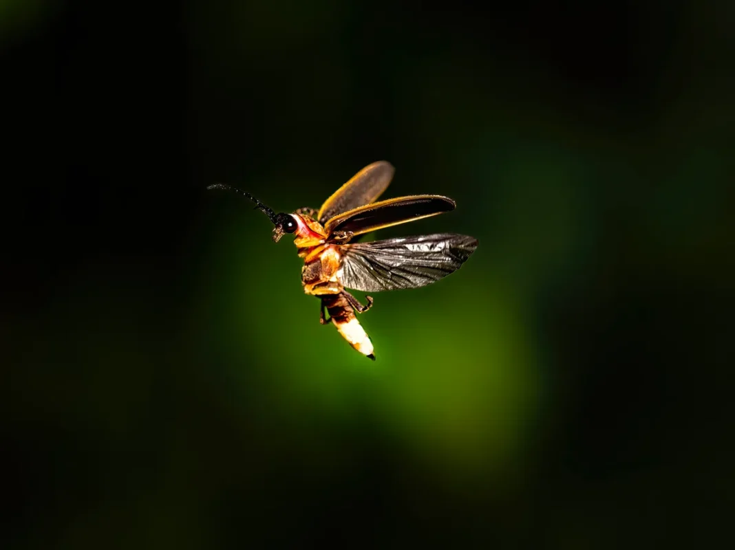 fireflies
