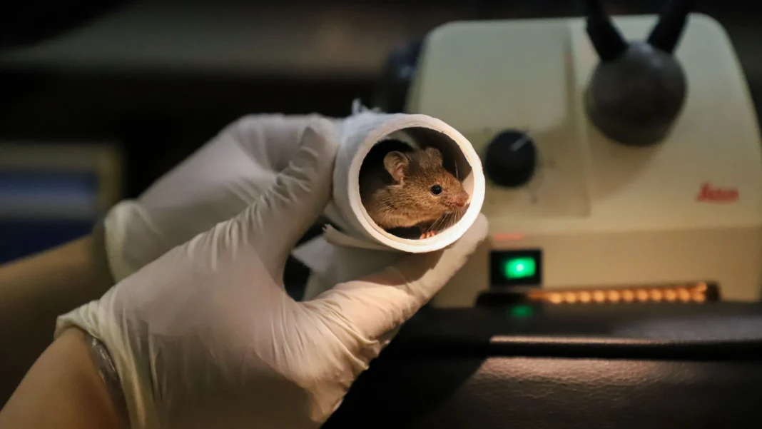 Scientists Create Mice from DNA of Two Fathers, Both Grow Up and Reproduce