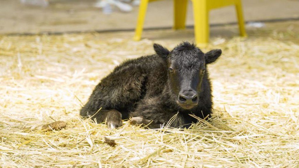 cloned yak cloned yak