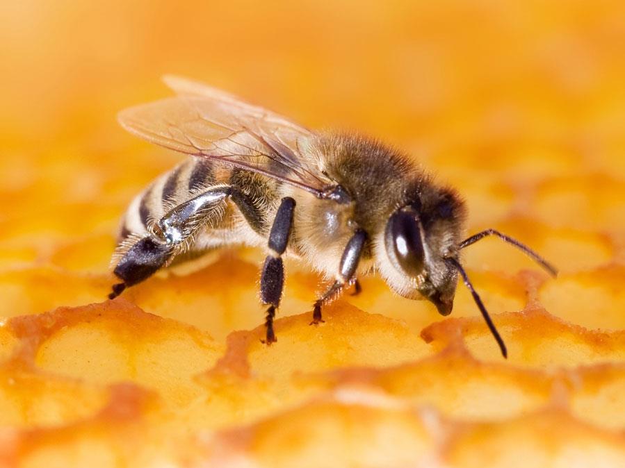 Honeybee Venom Can Kill Cancer Cells in 60 Minutes, Study Shows
