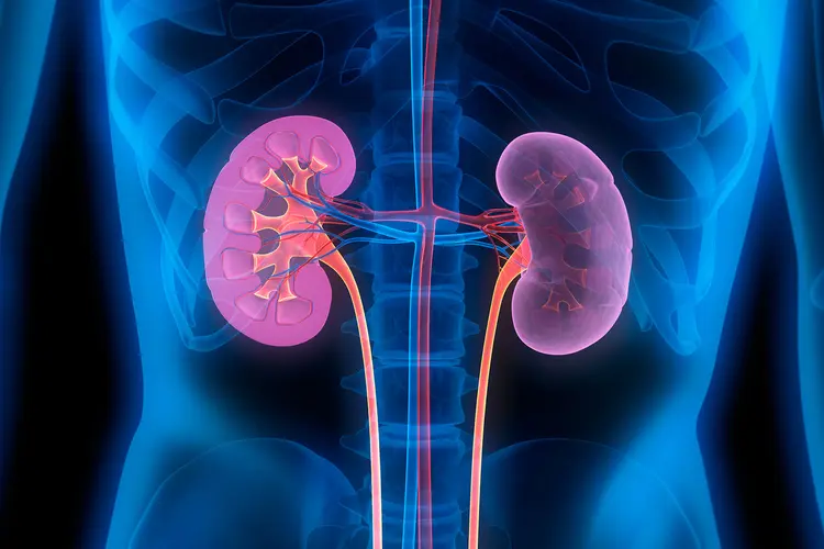 kidney