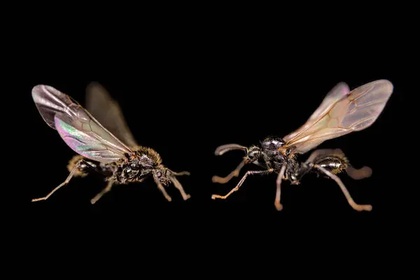 ants