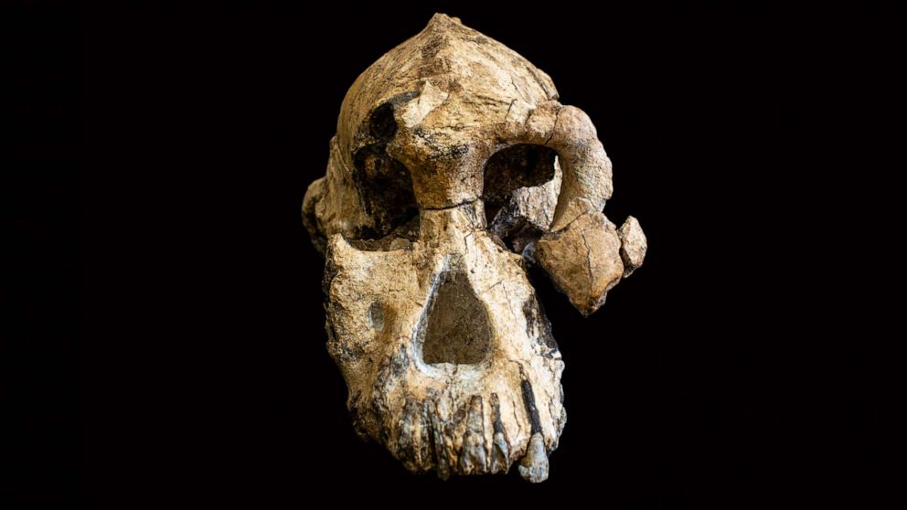 human ancestor species human ancestor species
