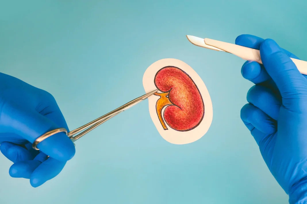 pig kidney transplants
