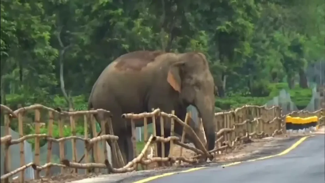 elephant-proof