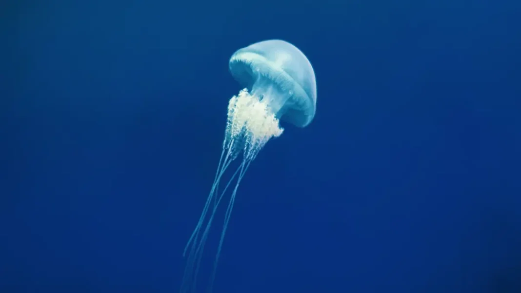 jellyfish jellyfish