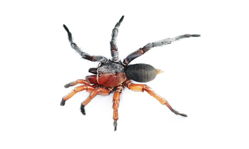 Scientists discover rare Spider That is Half-Female And Half-Male