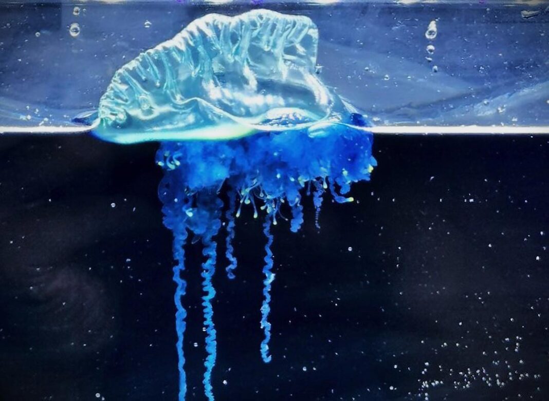 New jellyfish species found in Japan