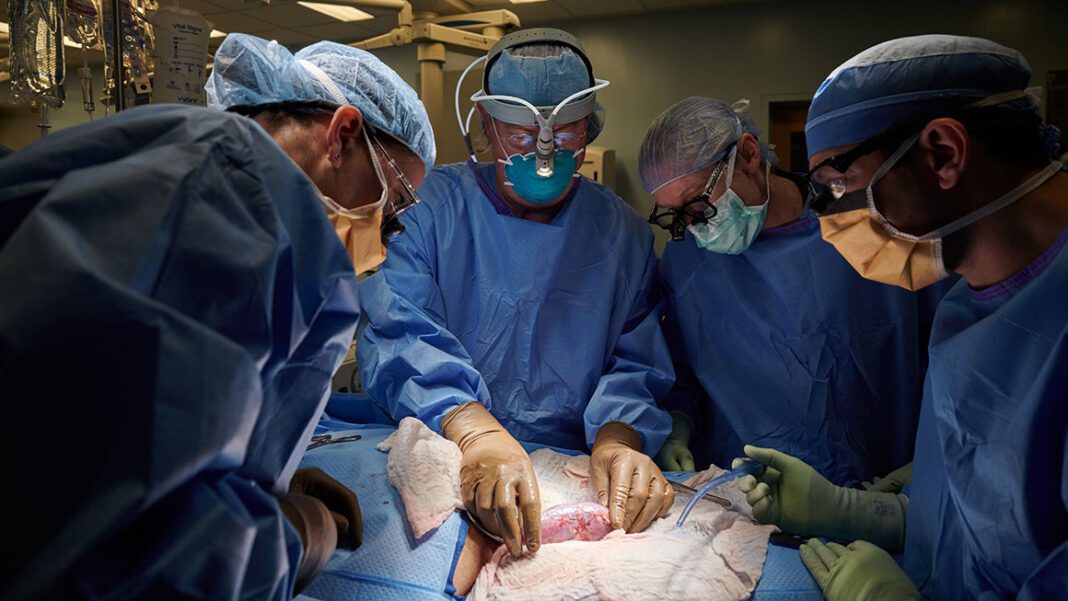 Pig kidneys can soon be transplanted in humans