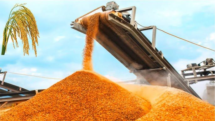 Worldโs First Clone-Hybrid Rice: China Unveils “Self-Cloning” Super Rice