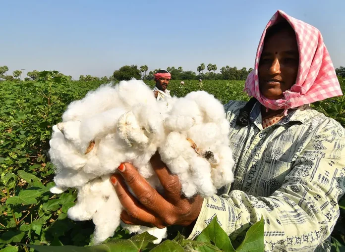 cotton