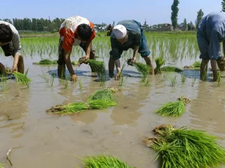 Kharif crop’s sowing delayed 23% due to monsoon