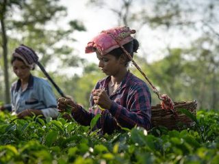 Nepal’s 60,000 workers at risk after India tighten tea export rules