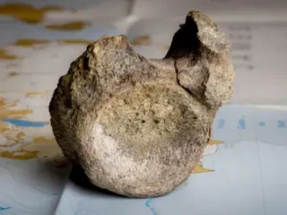 1st-ever dinosaur bone found in Antarctica