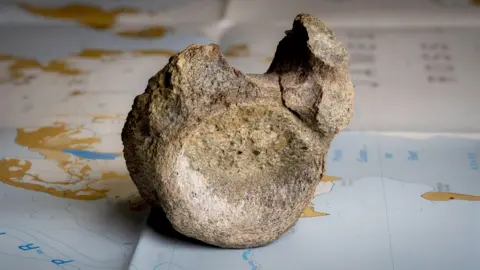 1st-ever dinosaur bone found in Antarctica