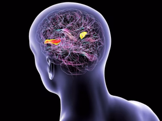Learning new language may slow brain ageing