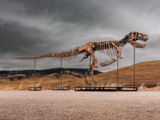 T. rex sells for $50 million, most expensive dinosaur fossil ever auctioned
