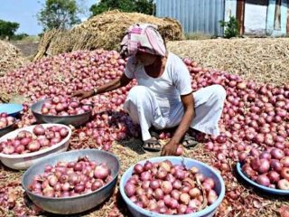 Govt raises onion buffer procurement price by 13% to support farmers